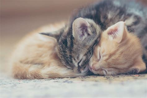 Free Photo Sleeping Kitten Animal Cat Feline Free Download Jooinn