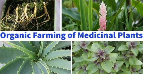Organic Farming Of Medicinal Plants Agri Farming