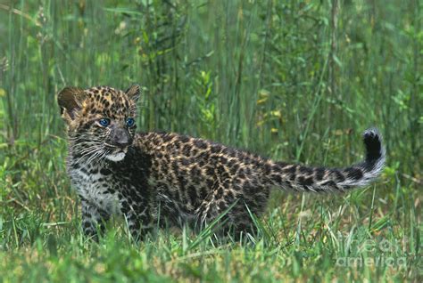 African Leopard Cub In Tall Grass Endangered Species Photograph By Dave