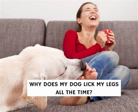 Why Does My Dog Lick My Legs All The Time 9 Reasons 2024 We Love