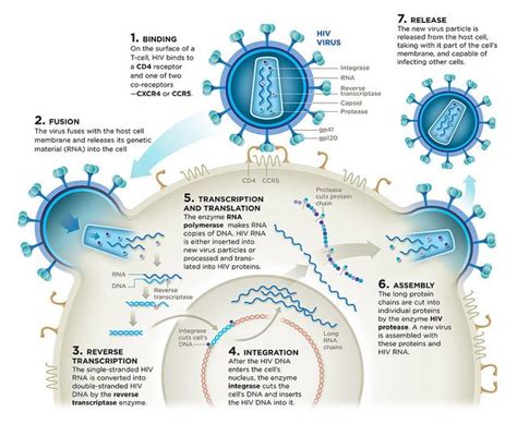 The Viral Life Cycle Microbiology In 2020 Microbiolog Vrogue Co