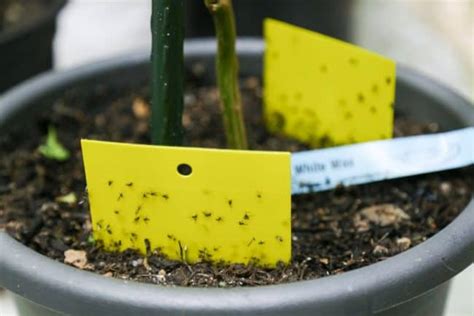 How To Get Rid Of Fungus Gnats Soil Gnat Control Guide