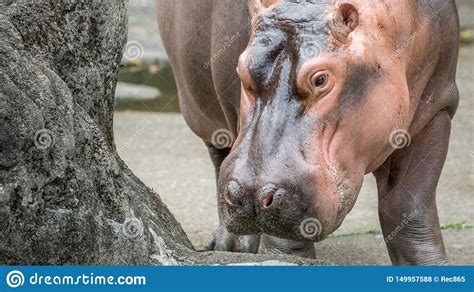 Close Up Common Hippopotamus Walking Getting Out Of Water At Sunny Day