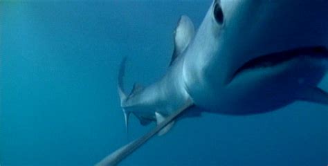 The Secret World Of Sharks And Rays Species Roundup Nature Pbs