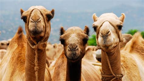 10 Curiosidades Sobre Los Camellos Hogarmania