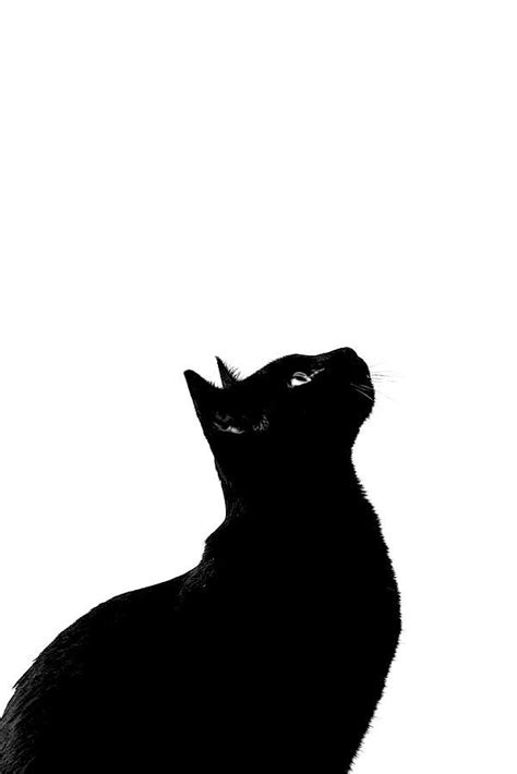 Pin By Lily Lamar On Black Cat White Cat Black Cat Tattoos Black