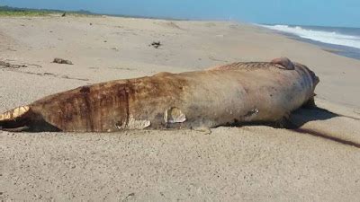 Baleia jubarte dois botos e tartaruga são achados mortos em Praias