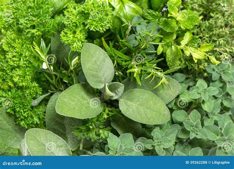 Closeup Of Variety Fresh Herbs Stock Photo Image Of Marjoram Nature