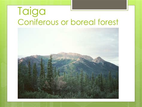 Ppt Taiga Aka Coniferous Forest Boreal Forest Powerpoint