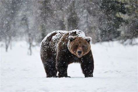 Beautiful Images Of The Worlds Bears