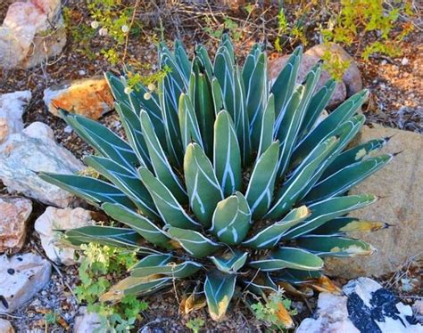 How to grow and care for agave parryi. Agave nickelsiae,King of the Agaves, Nickel's Agave ...