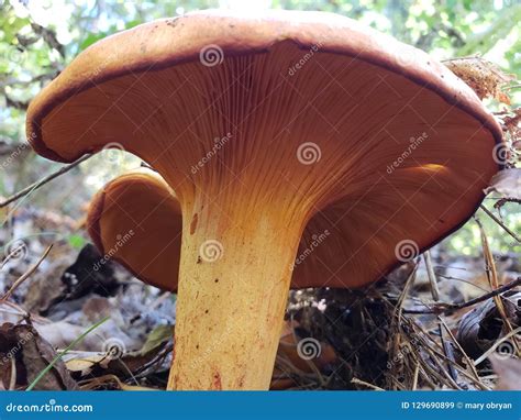 Straight And Tall Mushroom Stock Image Image Of Mushroom 129690899