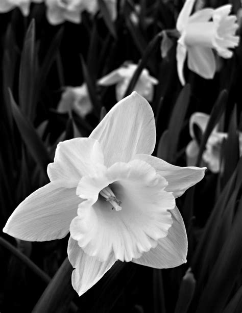 Narcissus December Birth Flower Tattoos Pinterest