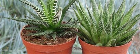 Great Trailing Aloe Plant Small Hanging Pots For Herbs