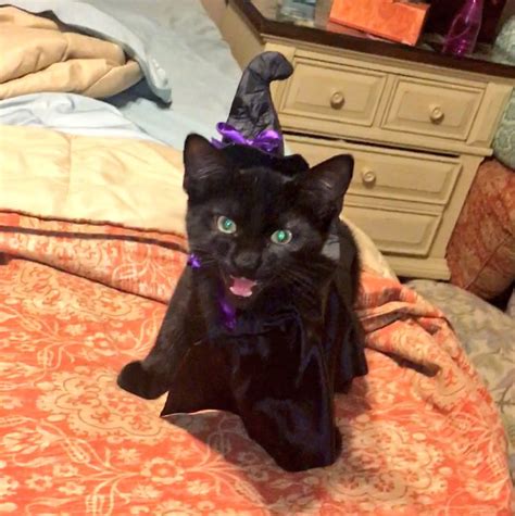 The Best Cats And Dogs Halloween Costumesbonus For Other