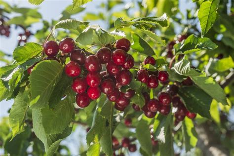 Fertilizing Cherry Trees How And When To Fertilize A Cherry Tree