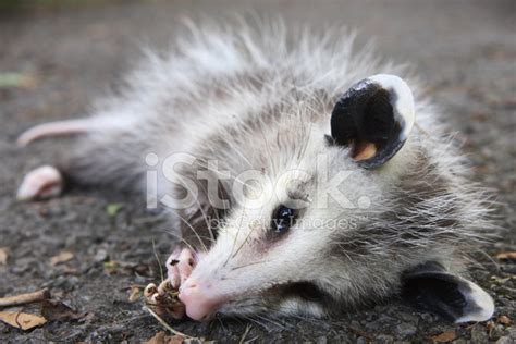 Possum Plays Dead Ugly Wild Animal Behavior Stock Photos