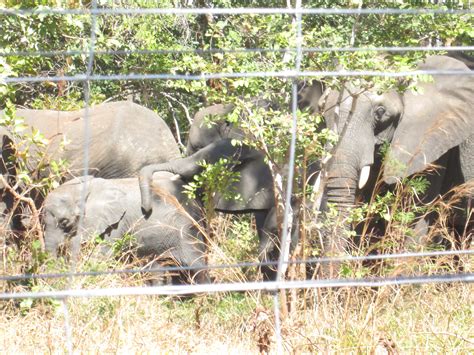 Malawi Leads Africas Largest Elephant Translocation Inter Press Service