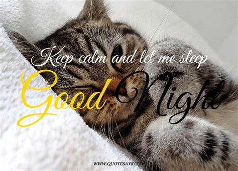Good Night Cat Good Night Image Beautiful Good Night Images Good