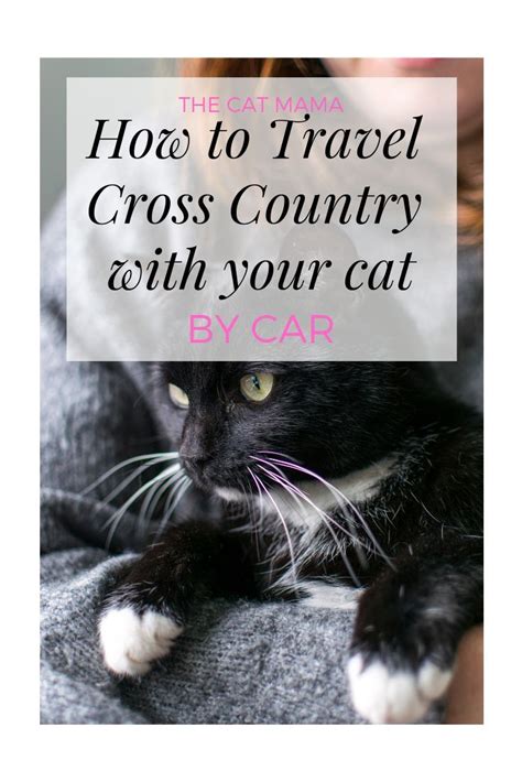 Traveling With Cats In Car Long Distance How To And Not Go Crazy