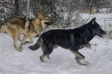 German Shepherd Wolf Hybrids Need Sanctuary Homes Update 2022