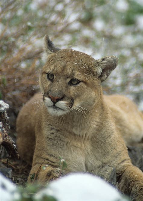 Cougar Wild Cougar In Banff National Park Paul Smith Flickr