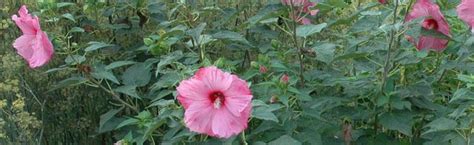 How To Grow Hardy Hibiscus From Seed Complete Guide Update 04 2024
