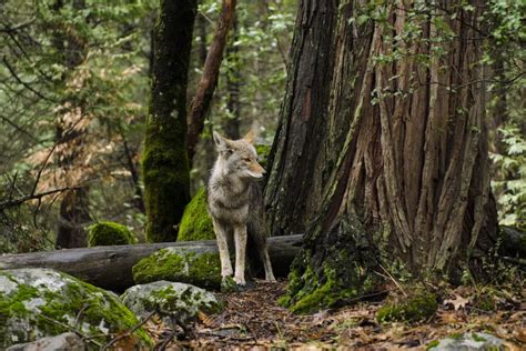 How To Hunt Coyotes All You Need To Know Coyote Hunting Tips