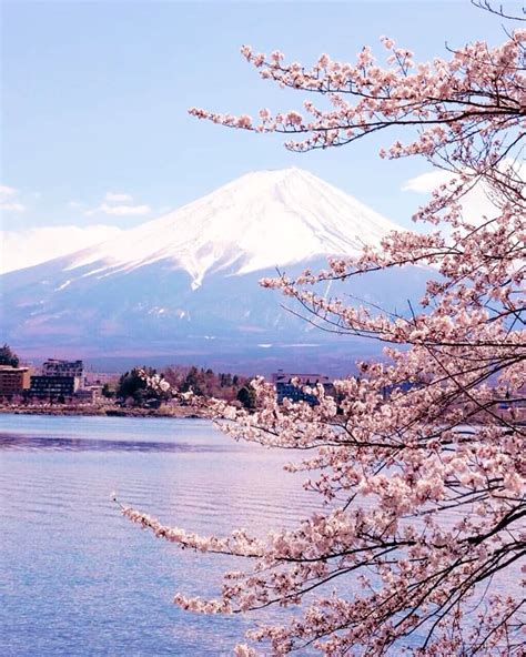 The Beautiful Sakura Season In Japan Sakura Mochi Japan Sakura Cherry