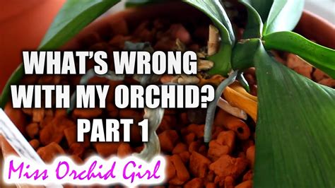 Whats Wrong With My Orchid Top Common Orchid Problems Part 1 Youtube
