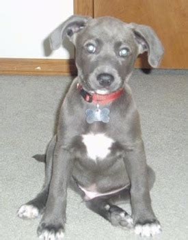 The perfect puppy is waiting for you. Blue Lacy Dog Breed Pictures, 3