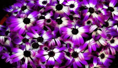 Purple Flowers Wallpapers Hd Beautiful Desktop Hd