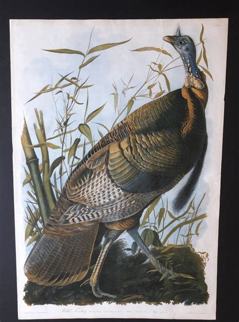 287 Wild Turkey From The Bien Edition Of The Birds Of America By