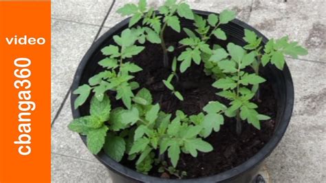Easy Way Of Planting Cherry Tomato Seedlings On Pots Youtube