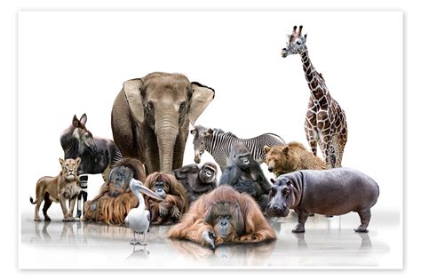 Wandbild „wilde Tiere“ Von Werner Dreblow Posterloungede