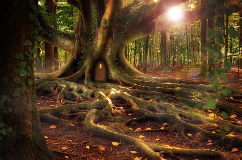Wallpaper Roots Tree House Forest Resolution3000x2000 Wallpx