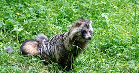 Raccoon Dog Facts And Information Listanimals