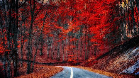 Road Turn Between Autumn Red Leaves Forest Background Hd Autumn