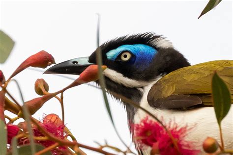 Australian Honeyeaters Australias Wonderful Birds