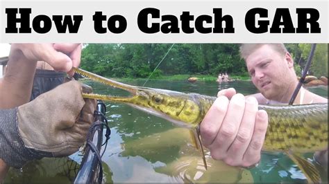 Freshwater Longnose Gar Fishing How To Catch Longnose Gar In A River