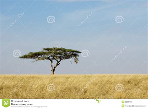 Lonely Acacia Tree In Serengeti Stock Image Image Of Branches