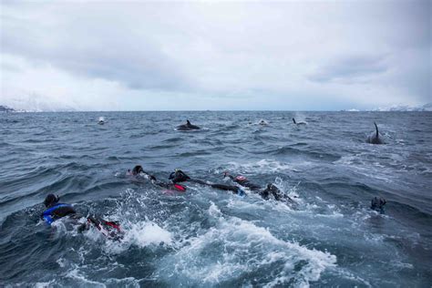 Swim With Orcas In Norway A Killer Whale Adventure