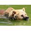 Brown Bear Swimming Whipsnade 23rd July 2016  ZooChat