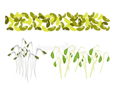 Bean Seed Stock Vector Illustration Of Plant Bean Growth 30910323