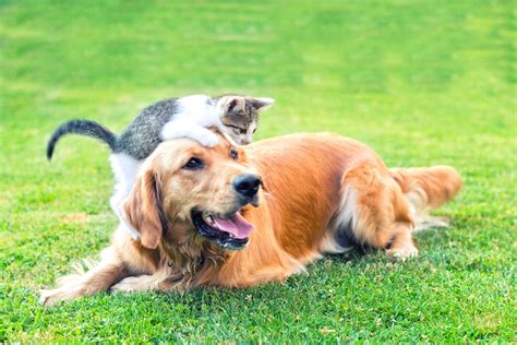 Cats and dogs have a range of interactions. Dog & Cat Care in Nashua, NH | All Pets Veterinary Hospital
