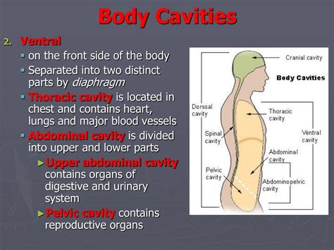Human Body Cavities Diagram