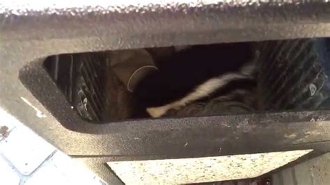 Skunk Stuck In Trash Can Youtube