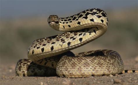 Salah satu spesis ular yang paling ditakuti dan digeruni di bumi sudah tentulah king cobra atau lebih dikenali sebagai ular tedung selar. DUNIA SAINS: Haiwan-haiwan Yang Bertelur