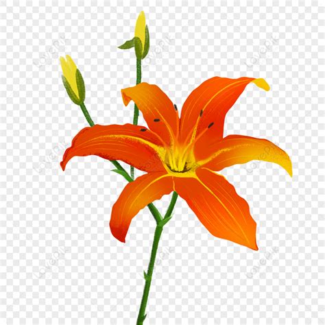 Flower Element Illustration Of Hemerocallis Fulva PNG Transparent Image