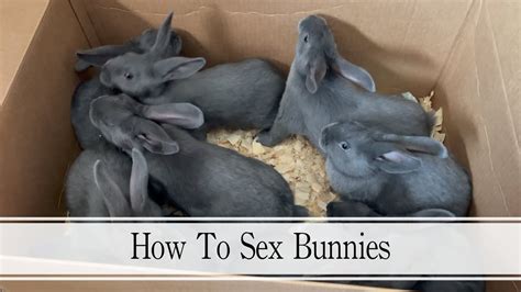 how to sex bunnies youtube
